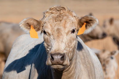 Horizontal portrait of a white charolais crossbred beef cow with two yellow ear tags.