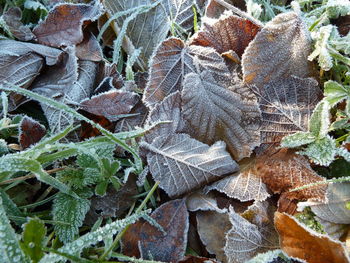 High angle view of frozen leaves on field during winter