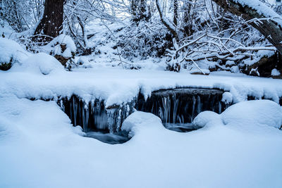 Snow covered land and trees