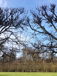 Low angle view of trees against clear sky