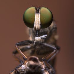 Close-up of fly