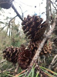 Close-up of pine cone on plant in field