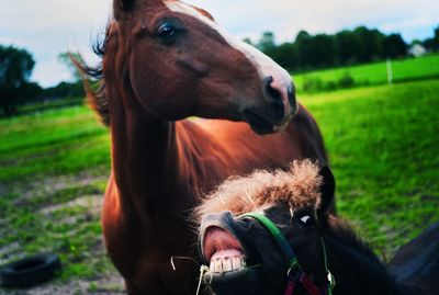 Close-up of horses standing on field