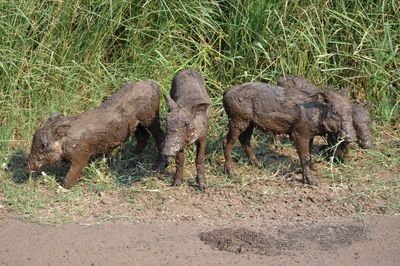 High angle view of four warthogs