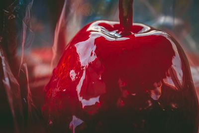 Close-up of water drops on red flower