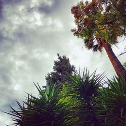 Low angle view of palm tree against sky