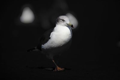 Close-up of seagull perching at night