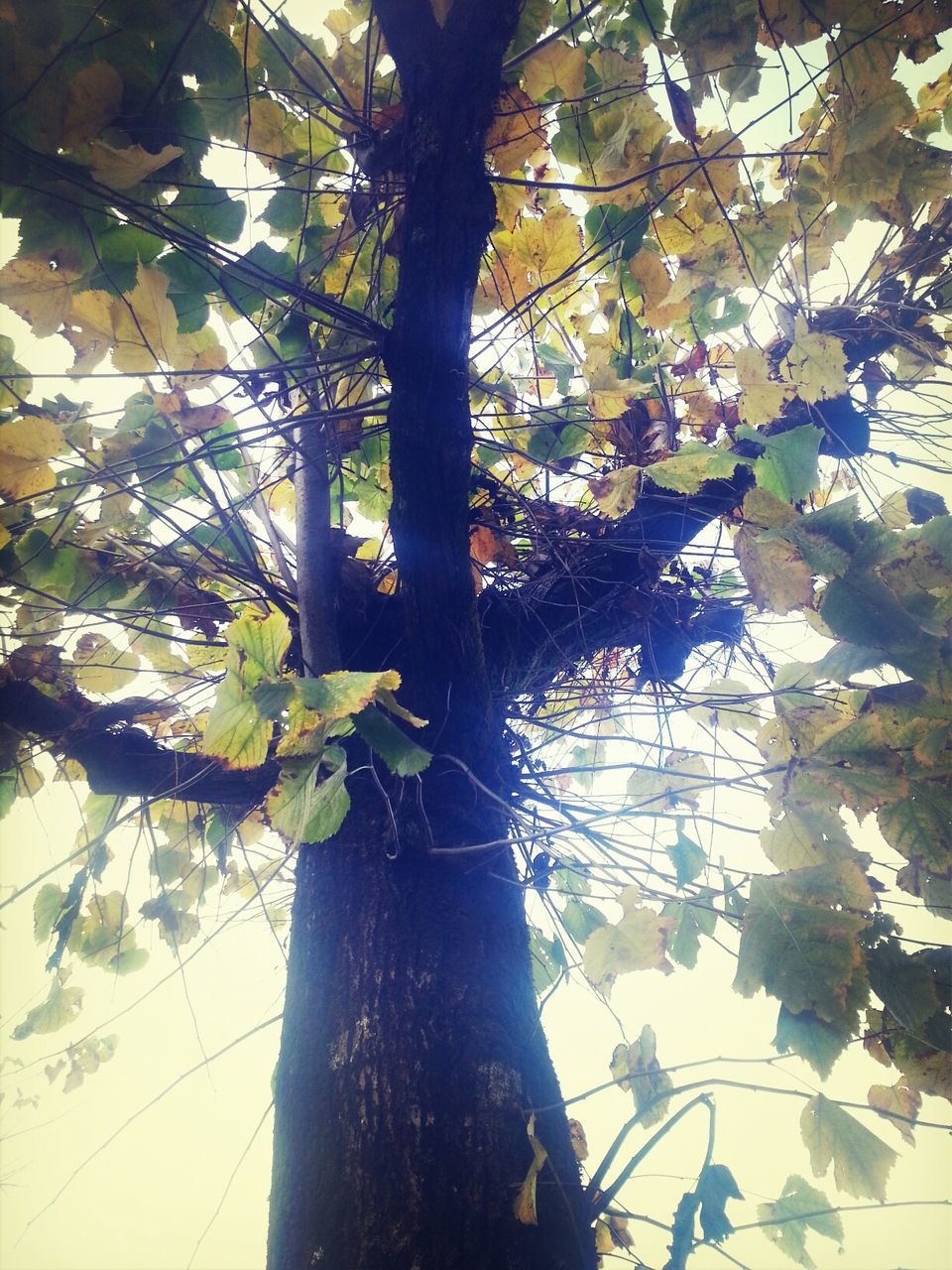 branch, low angle view, tree, growth, leaf, tree trunk, nature, day, sky, outdoors, no people, close-up, sunlight, beauty in nature, built structure, building exterior, focus on foreground, green color, twig, leaves