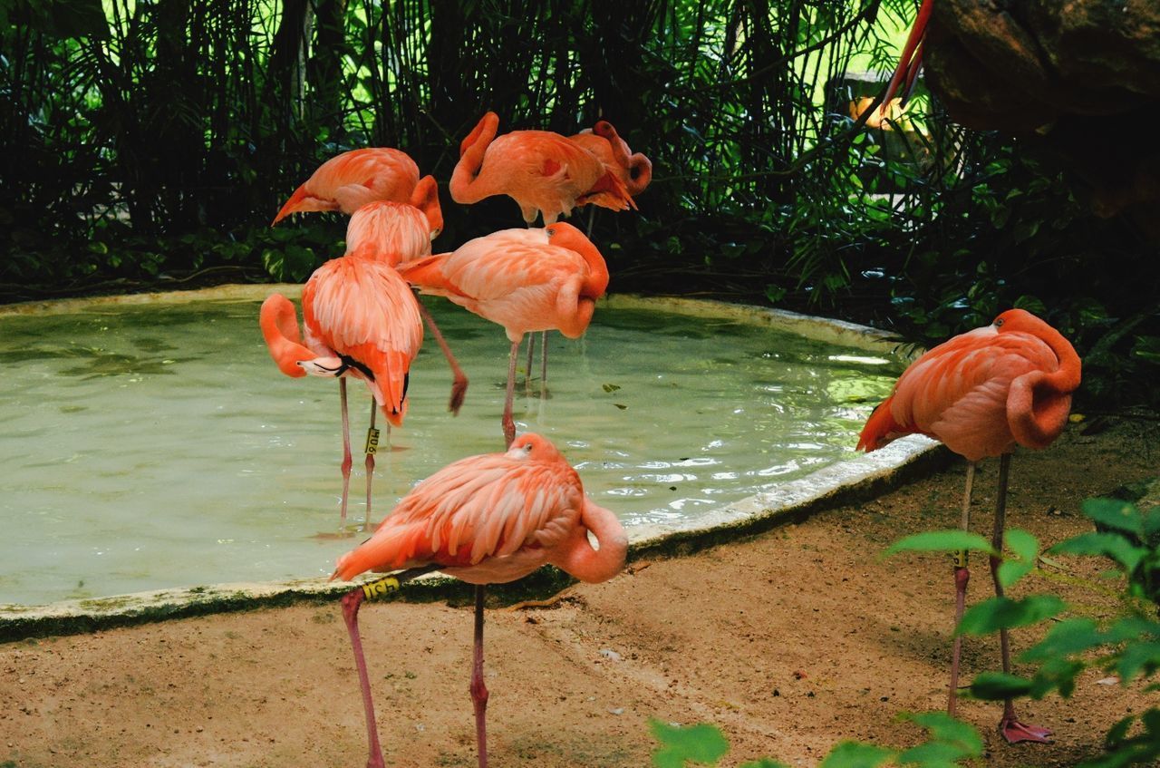 VIEW OF ORANGE FLOWERS IN ZOO