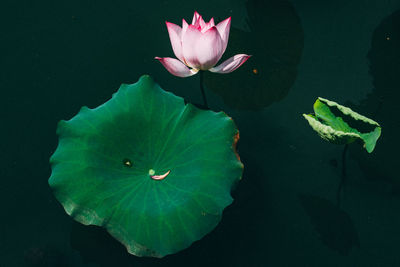 Lotus water lily in lake