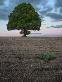 Tree on field against sky