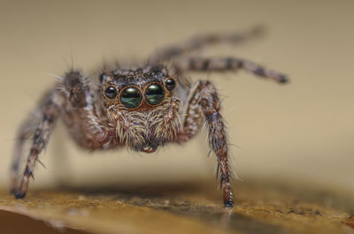 Close-up of spider