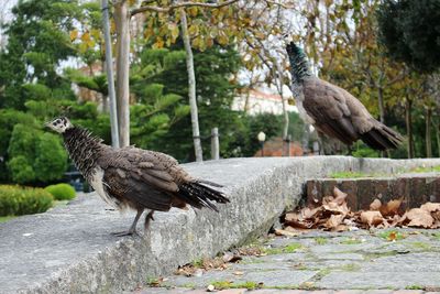 Close-up of birds perching on retaining wall against trees