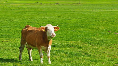 Cow standing in a field