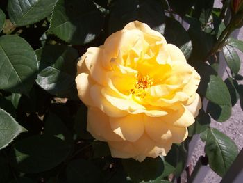 Close-up of yellow rose blooming outdoors