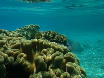 View of coral in sea