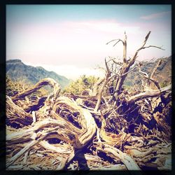 Trees on landscape against cloudy sky