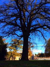 Trees on field