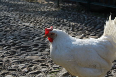 Close-up of rooster