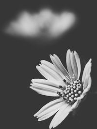 Close-up of white daisy blooming outdoors