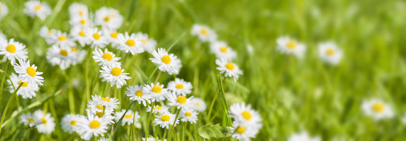 Close-up of yellow flowers blooming on field