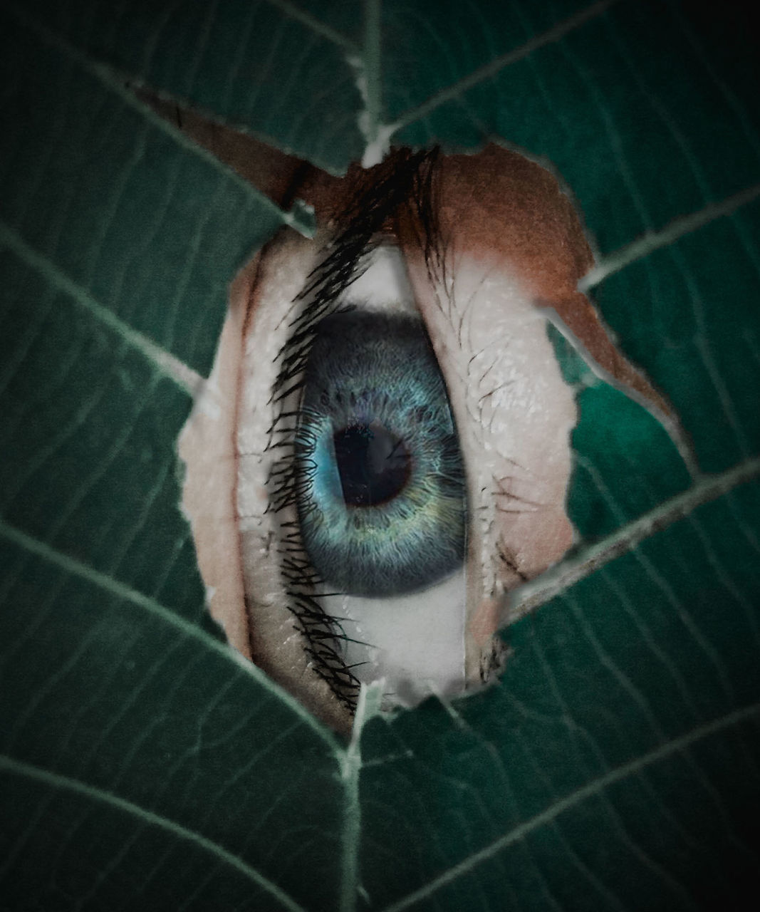 CLOSE-UP OF ANIMAL EYE