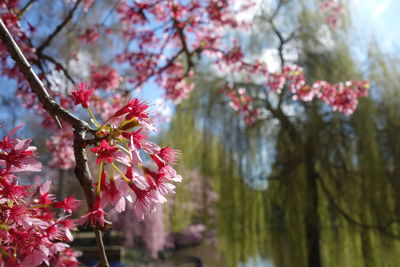 Close-up of pink cherry blossoms in spring