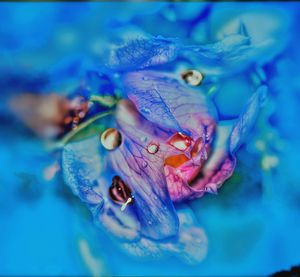 Close-up of jellyfish in water