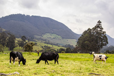 Herd of dairy cattle in la calera in the department of cundinamarca close to  bogotá in colombia