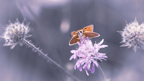 flowering plant