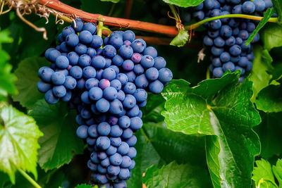 Grapes growing in vineyard