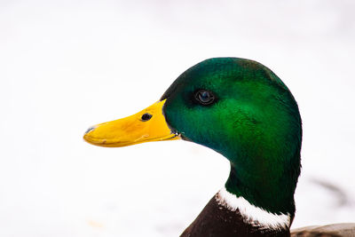 Close-up of a bird