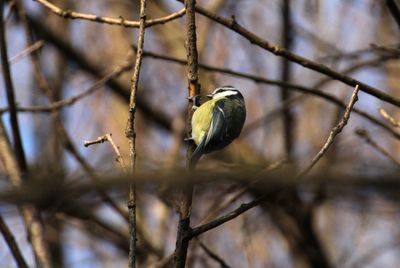 Close-up of bird perching on branch