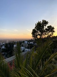 Palm trees and plants in city against sky during sunset