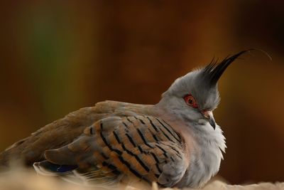 Close-up of crested pigeon