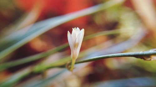 Close-up of plant