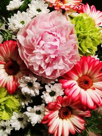 Close-up of multi colored flowers