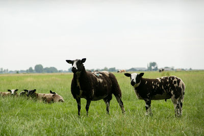 Cows grazing on field against sky