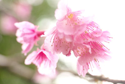 Close-up of pink flowers