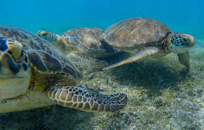 Close-up of turtles swimming in water