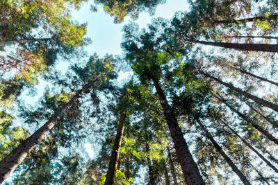 Low angle view of trees in forest