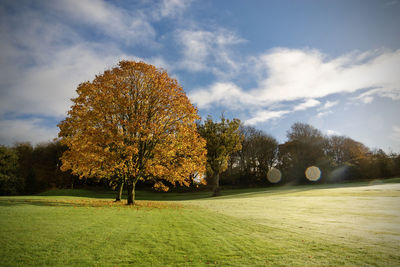 Trees on field against sky during autumn