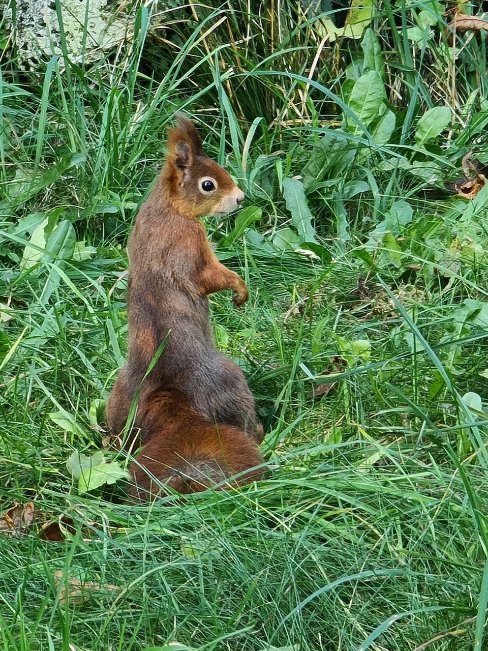 HIGH ANGLE VIEW OF RABBIT SITTING ON LAND