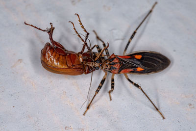 Close-up of insect on floor