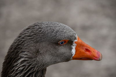 Close-up of a bird