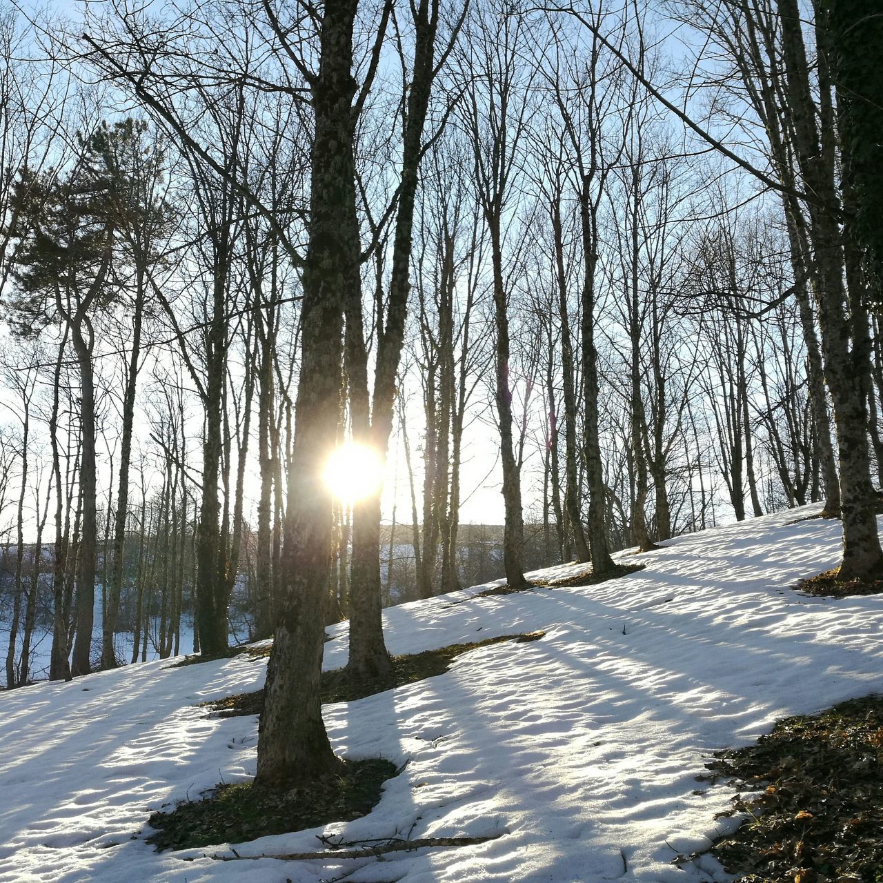 snow, winter, cold temperature, tree, sunlight, beauty in nature, sun, nature, landscape, sunset, outdoors, forest, sky, mountain, no people, day