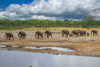 Elephants in lake