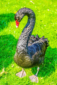 Mallard duck in a field