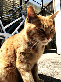 Close-up of a cat looking away