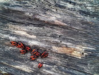 High angle view of insect on wooden table